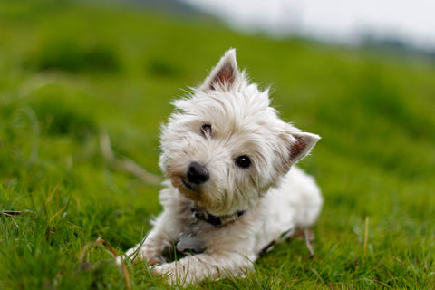 Why do dogs tilt their head?