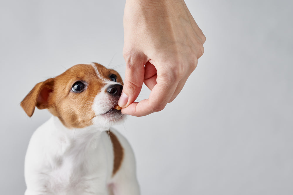 Dog being fed a multivitamin