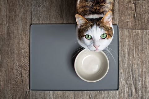 Cat looking up empty water bowl