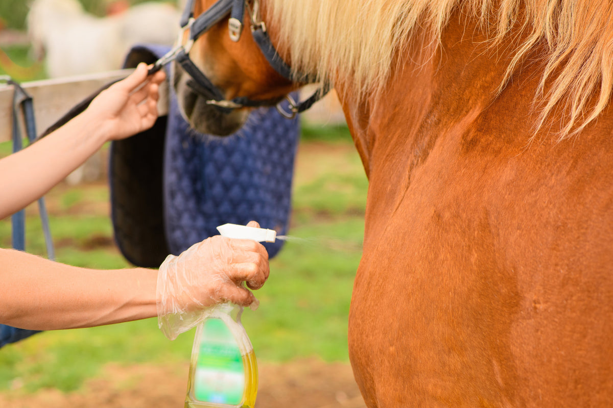 How to protect your horse from ticks