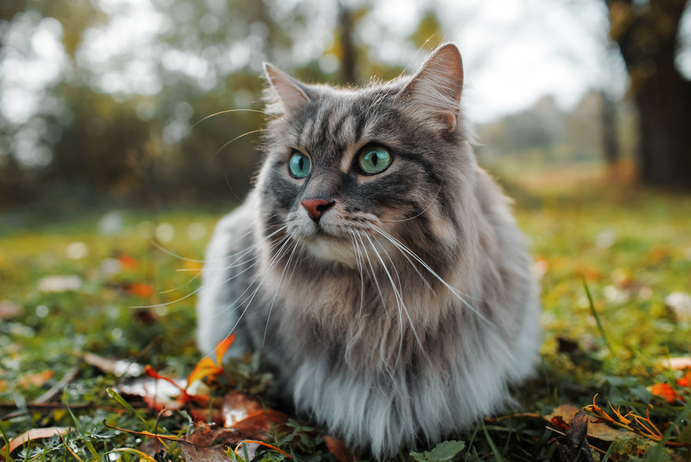 6 secret signs your cat may need joint support