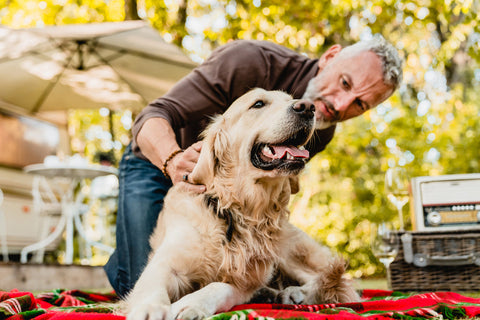 Owner pets an older Golden Retriever