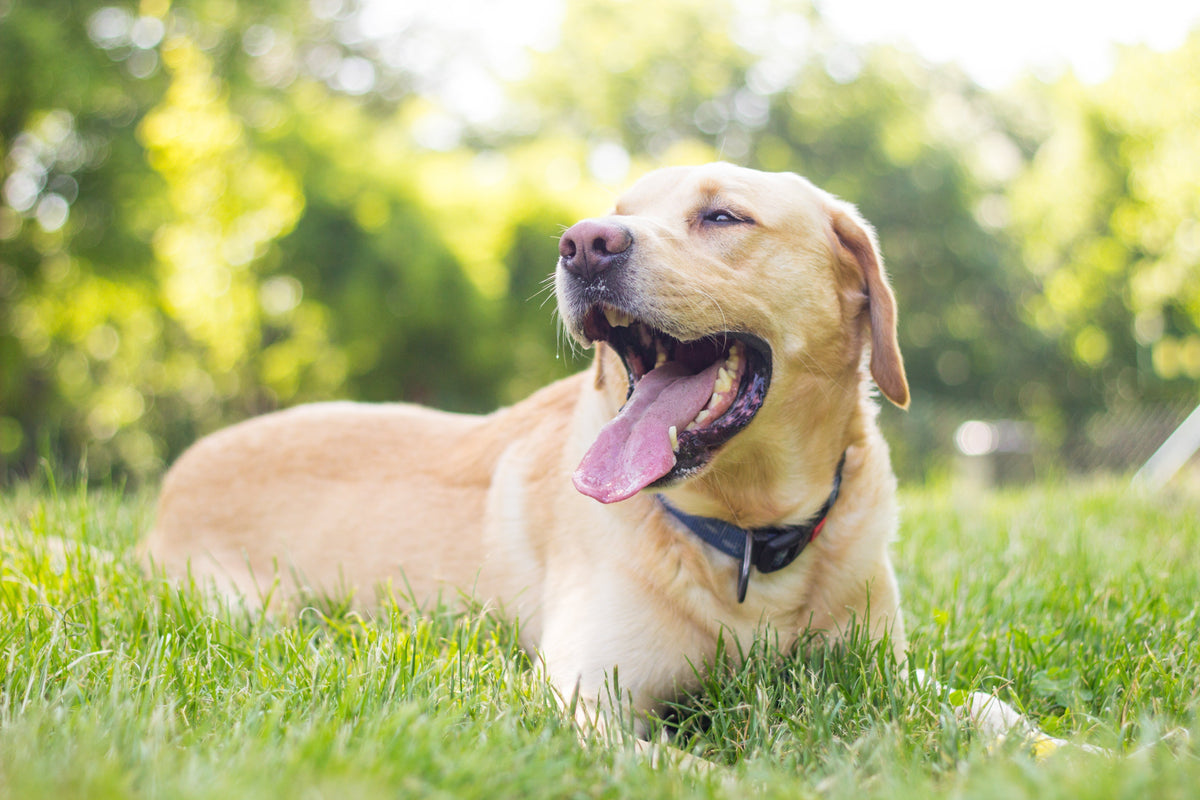 How to tackle bad breath in dogs