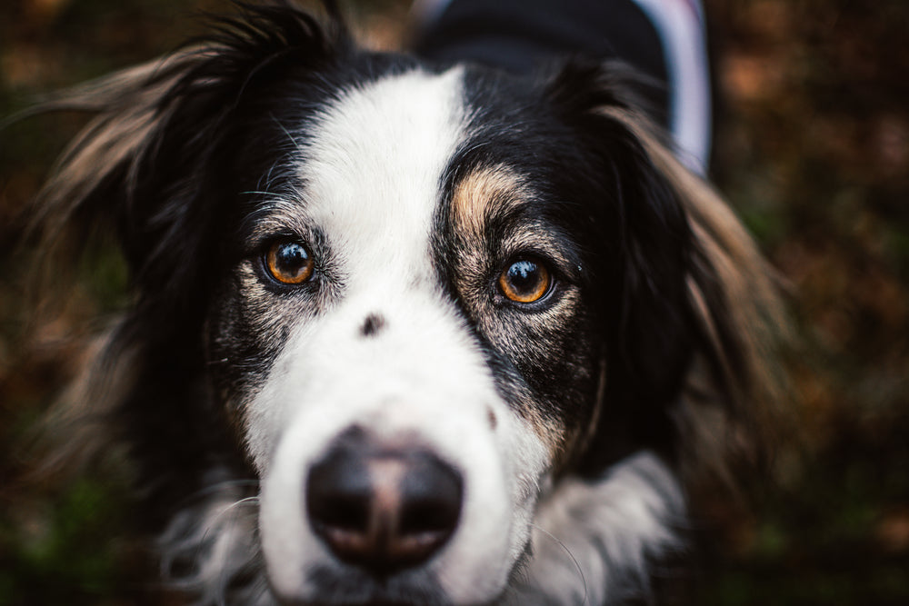 A majestic dog staring at the camera