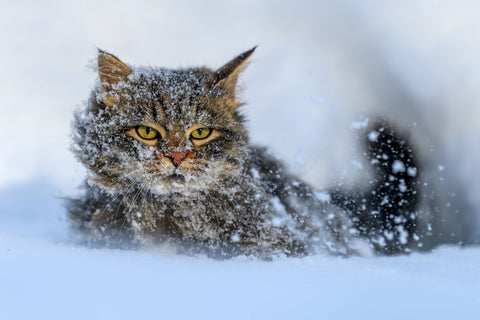 Cat in the snow