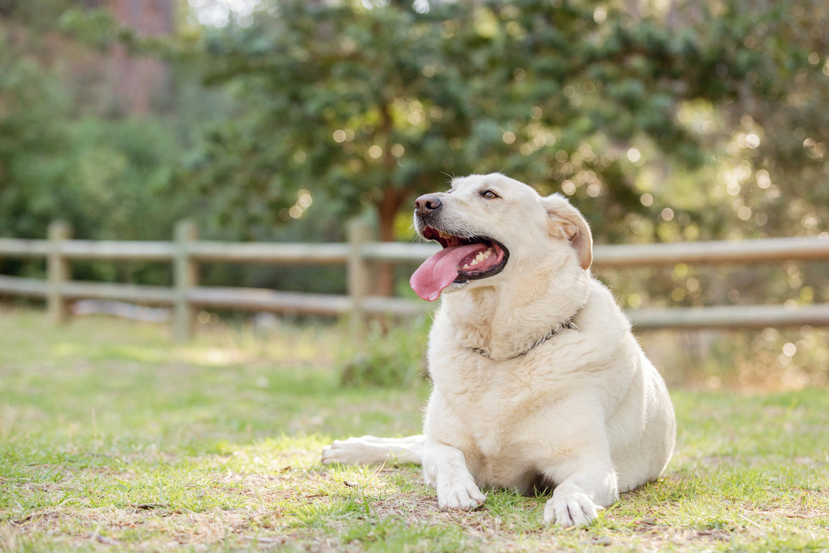 Canine obesity and joint health