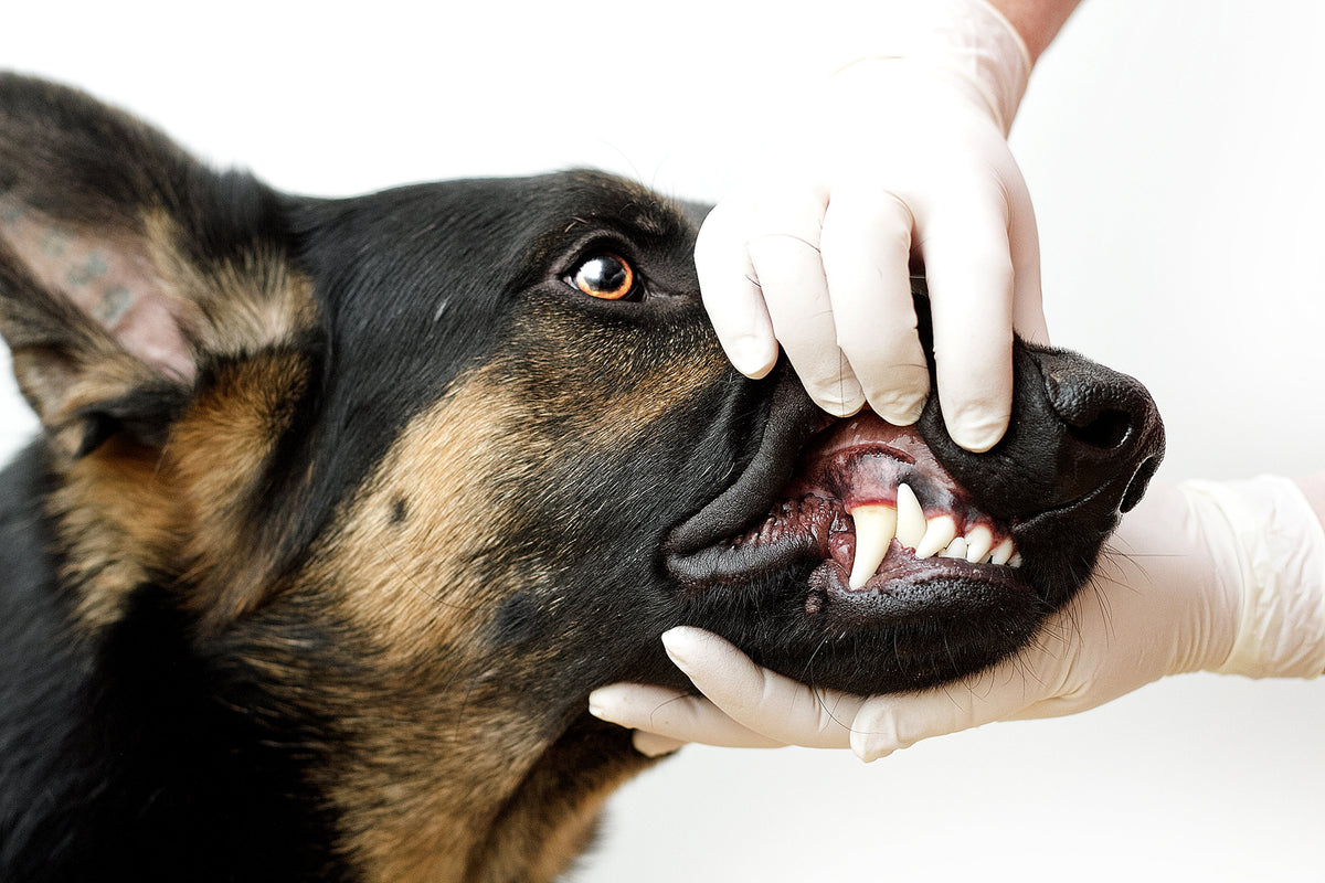 An expert-backed guide on looking after your dog’s teeth