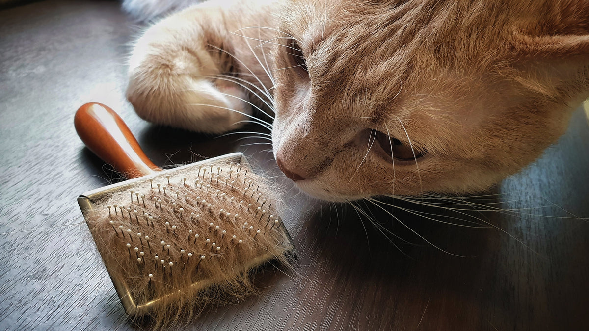 Why’s my cat moulting so much?