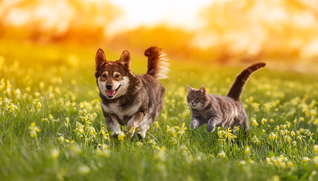 Happy and active dog and cat