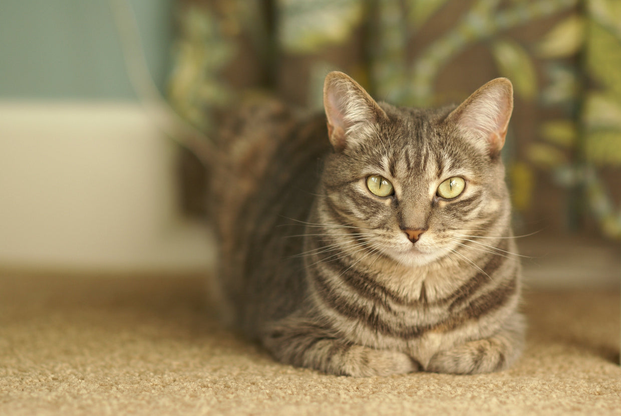 cat on carpet