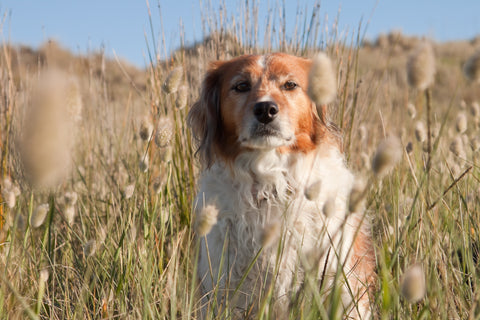 Understanding the dangers of grass seeds to dogs