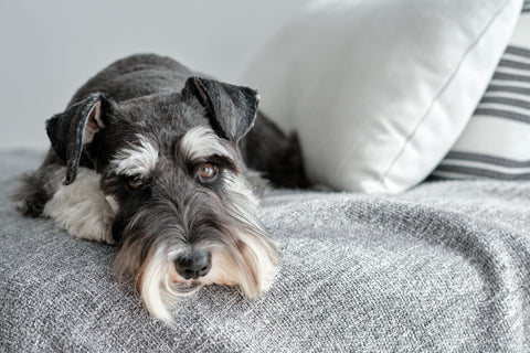 Miniature Schnauzer lying on sofa