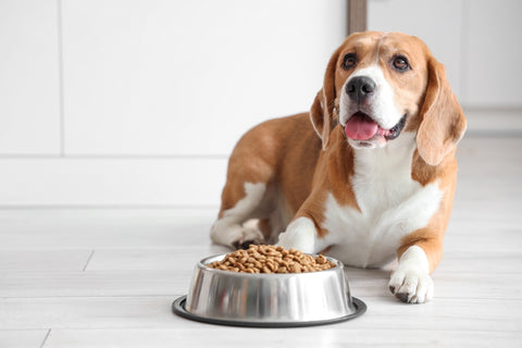 Majestic beagle about to enjoy some food