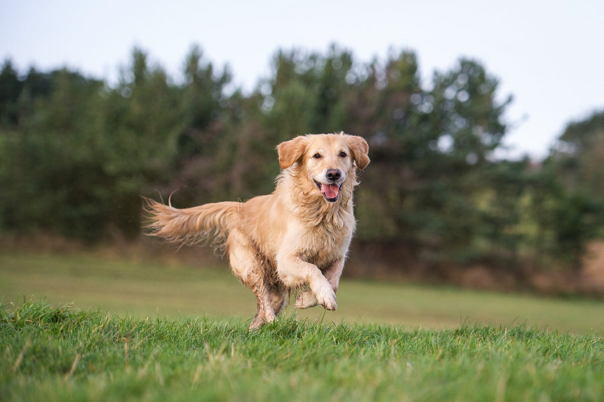 Stiff joints in dogs: Why your dog's joints hurt & caring for them
