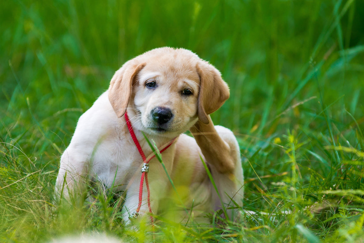 Dog Dandruff And How To Help