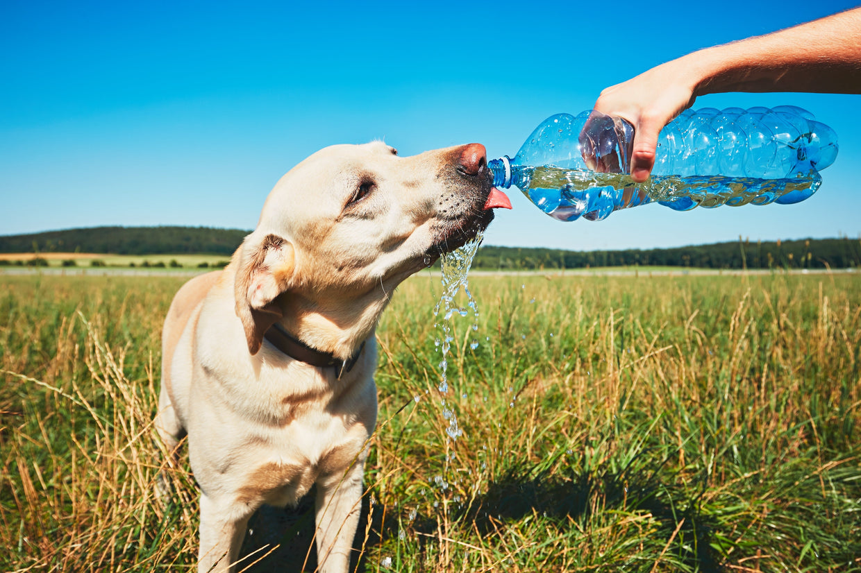 Heat Stroke In Dogs