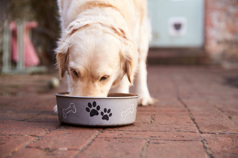 dog eating out of bowl