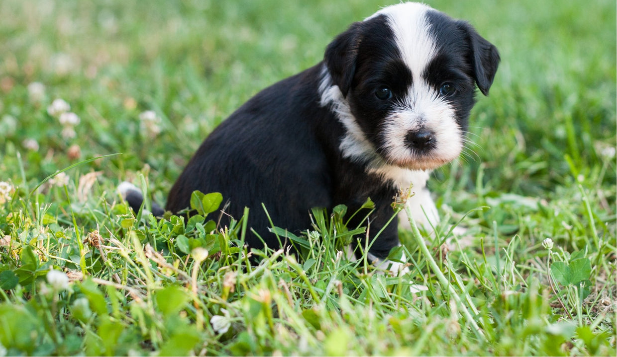 Tibetan Terrier puppy