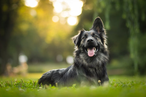 Happy dog on grass