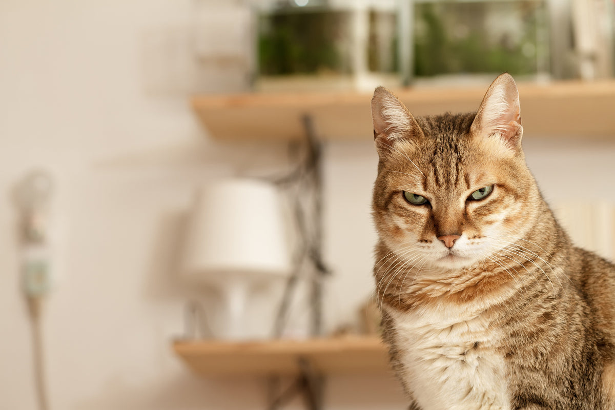 Can cats have tantrums?