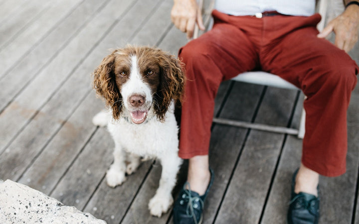 How to calm a dog down