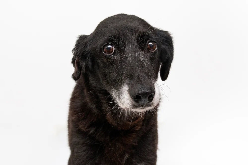 Why is my senior dog shaking & trembling?