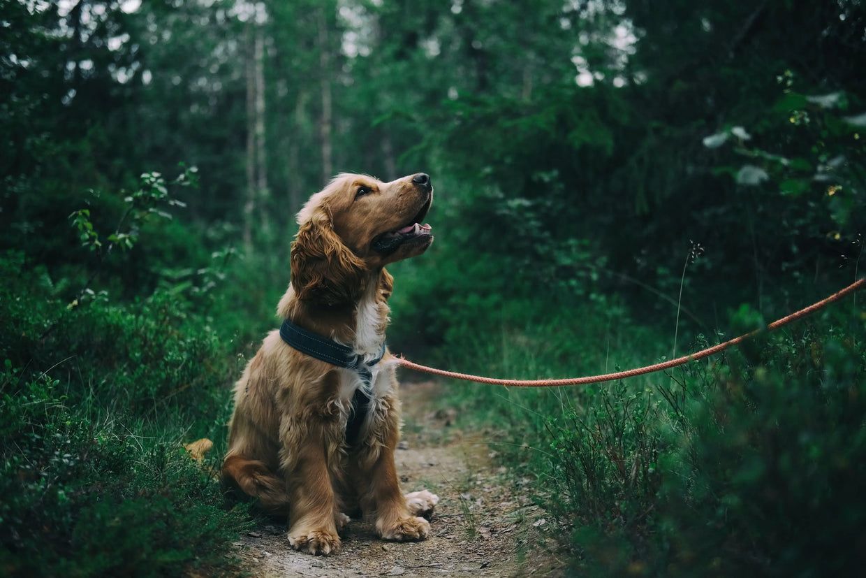 Are dental sticks necessary for dogs?