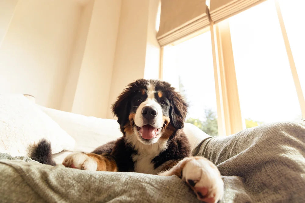 What age should you give your dog joint supplements?