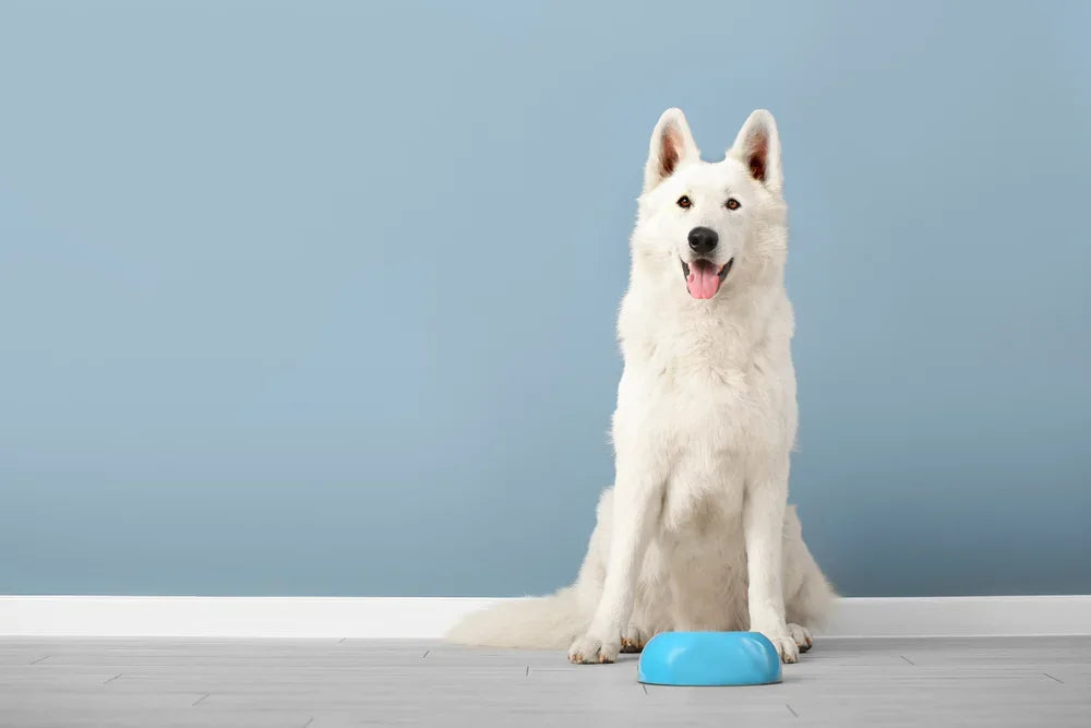 Dog sat in front of empty bowl
