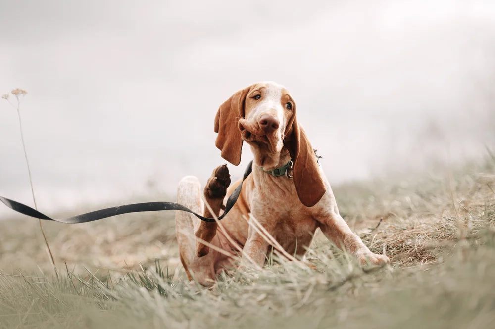 Why is my dog itching & scratching so much? Causes & treatments