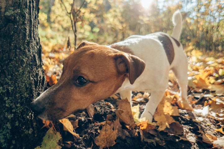 Why is my dog’s poop soft? Dog poo tips & chart