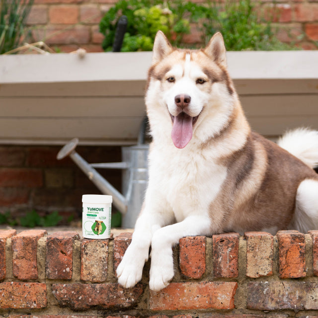 Bulk Buy Dog Supplements