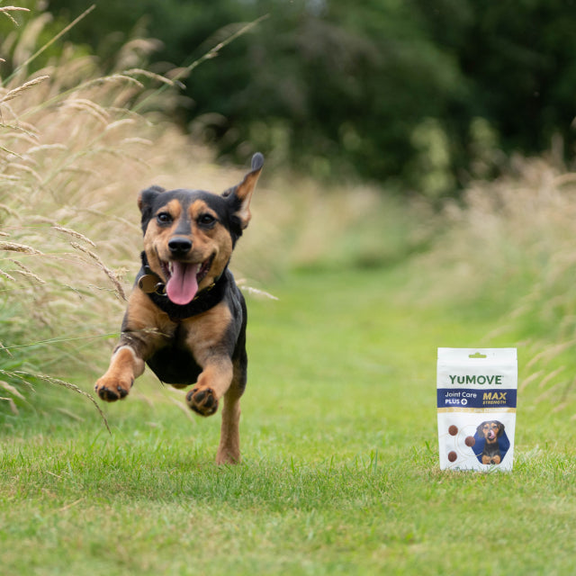 Dog Joint Supplements with Glucosamine