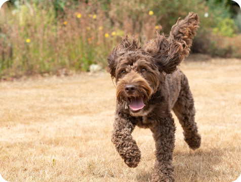 Running Dog