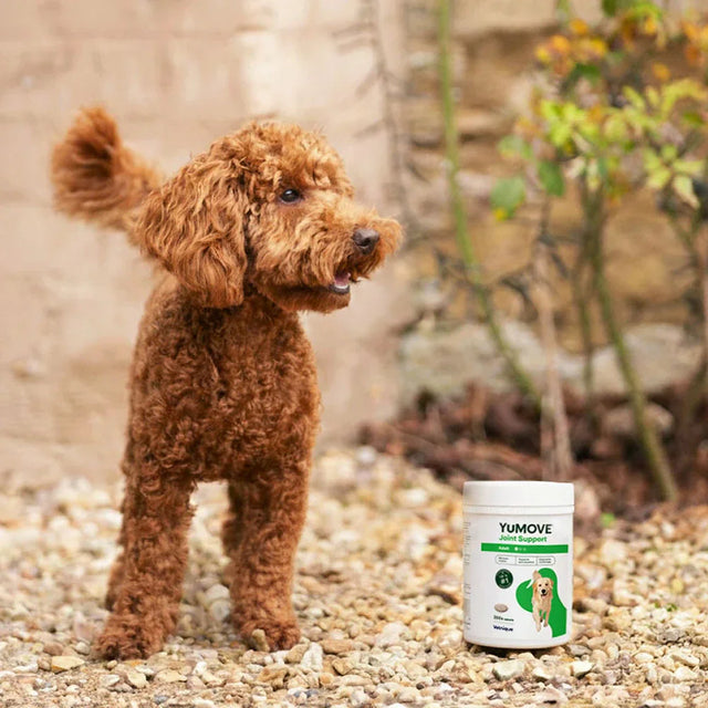Joint Care for Adult Dogs - 300 Tablets Joints 300 Tablets2