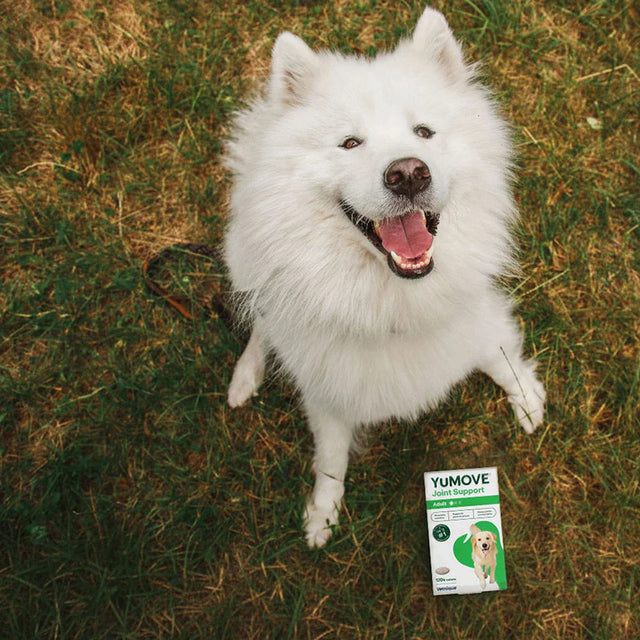 Joint Care for Adult Dogs Joints2