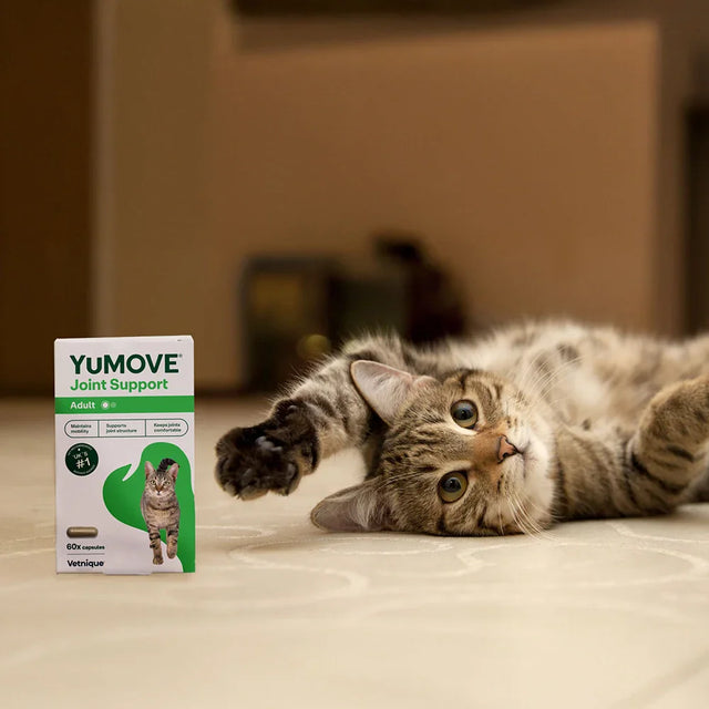Joint Care for All Cats Joints 60 Capsules2