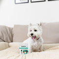 Dental Support Dental Powder for Dogs & Cats Dental Powder 90g Pouch bullet 2