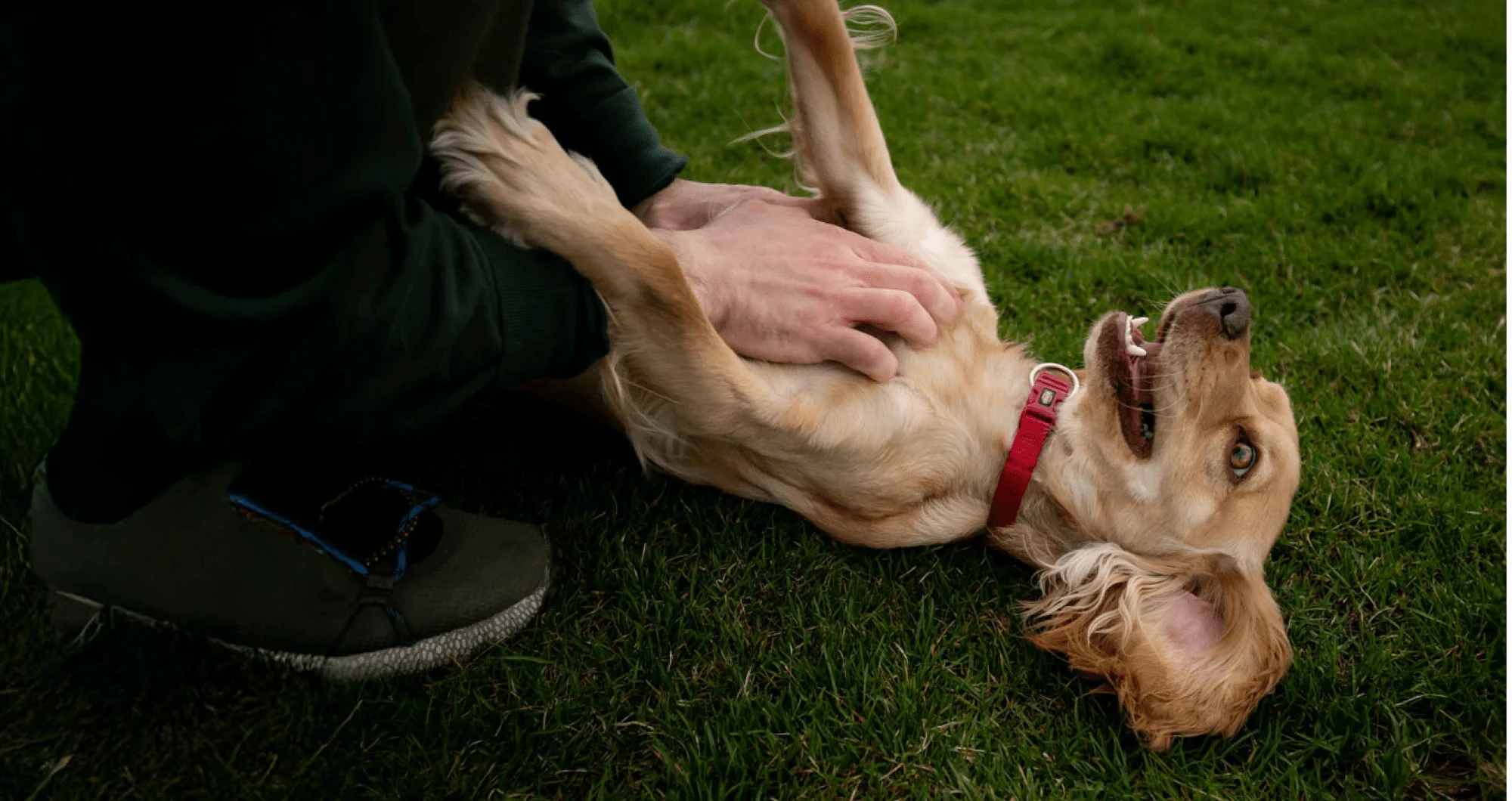 Dog lying on its back with a person petting it on a grassy field