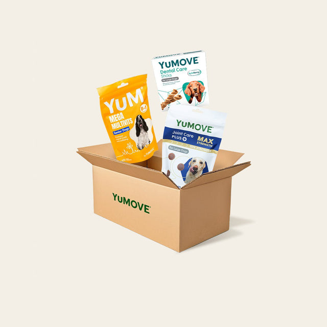 Senior Dog Bundle Bundle1