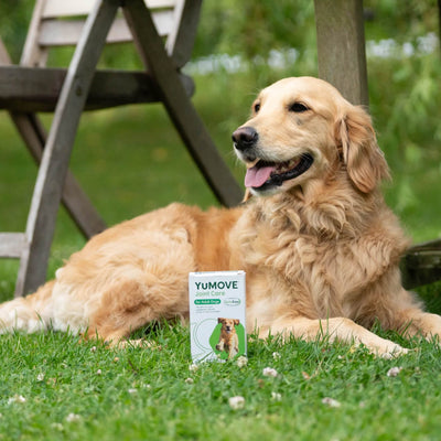 Joint Care for Adult Dogs Joints 2