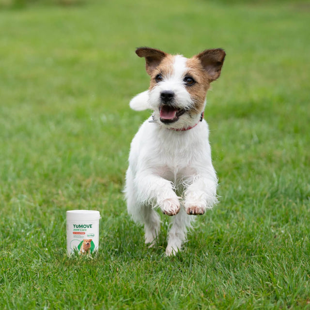 Joint Care for Young Dogs | Bulk Buy 240 Tablets Joints 240 Tablets2