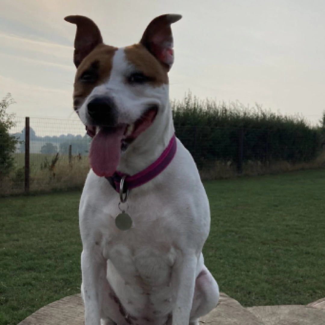 Dog sitting on a stone with a grassy field and fence in the background