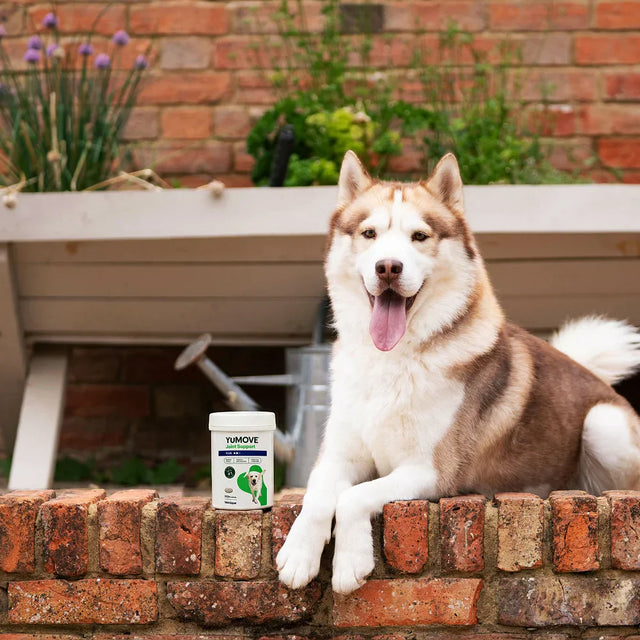 Joint Care PLUS for Dogs - 300 Tablets Joints 300 Tablets2