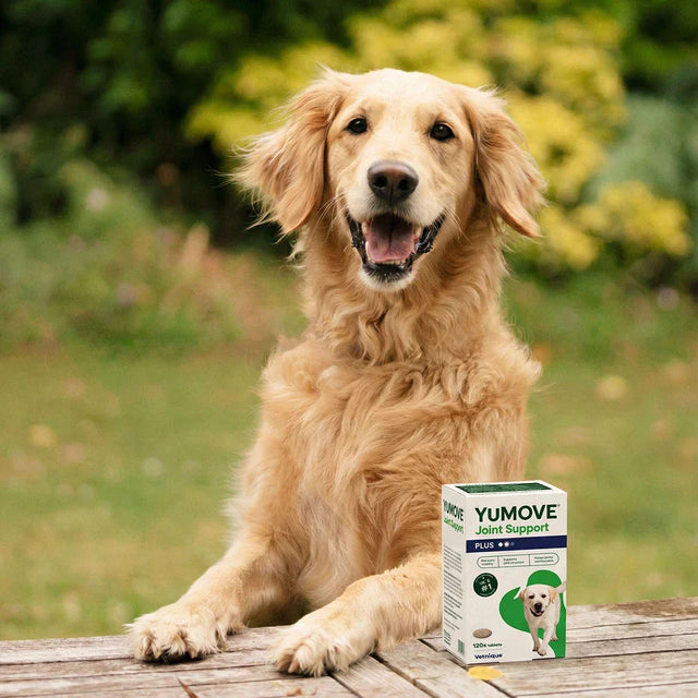 Joint Care PLUS for Dogs Joints2