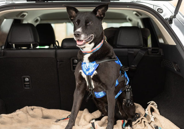 Buddy Up™️ Front Harness Mobility Aid5