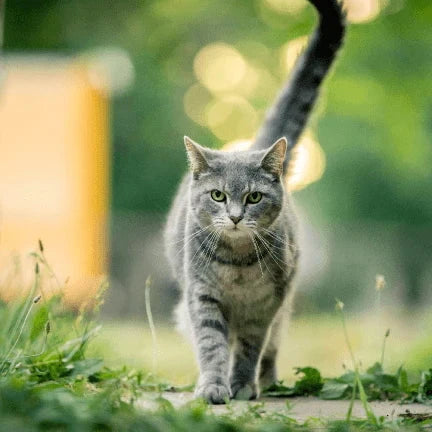 Gray cat walking on a grassy path with a blurred background